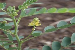 Senna holosericea